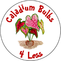 Caladium Bulbs 4 Less